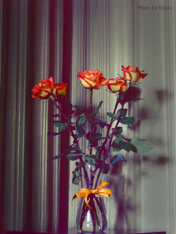 Roses - Lady Etoile