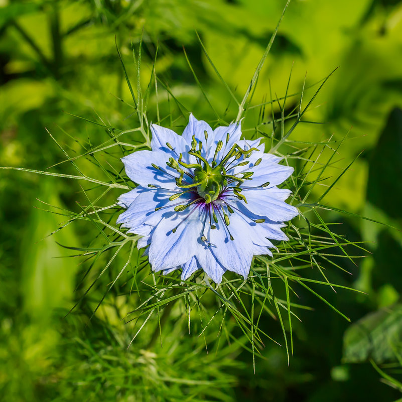 Голубой цветок - Николай Николенко