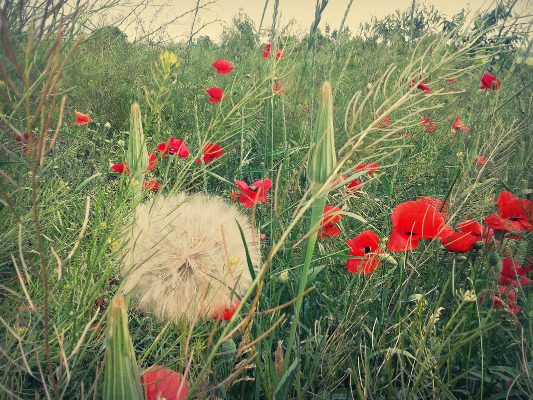 dandelion among poppies - Елена Романова