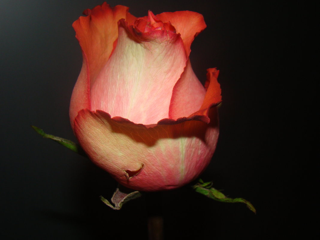 Бутон розы - Агриппина 