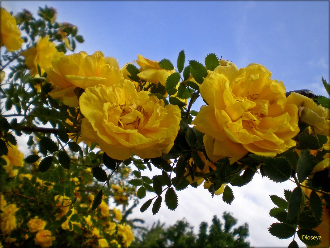 Желтая роза - Татьяна Пальчикова