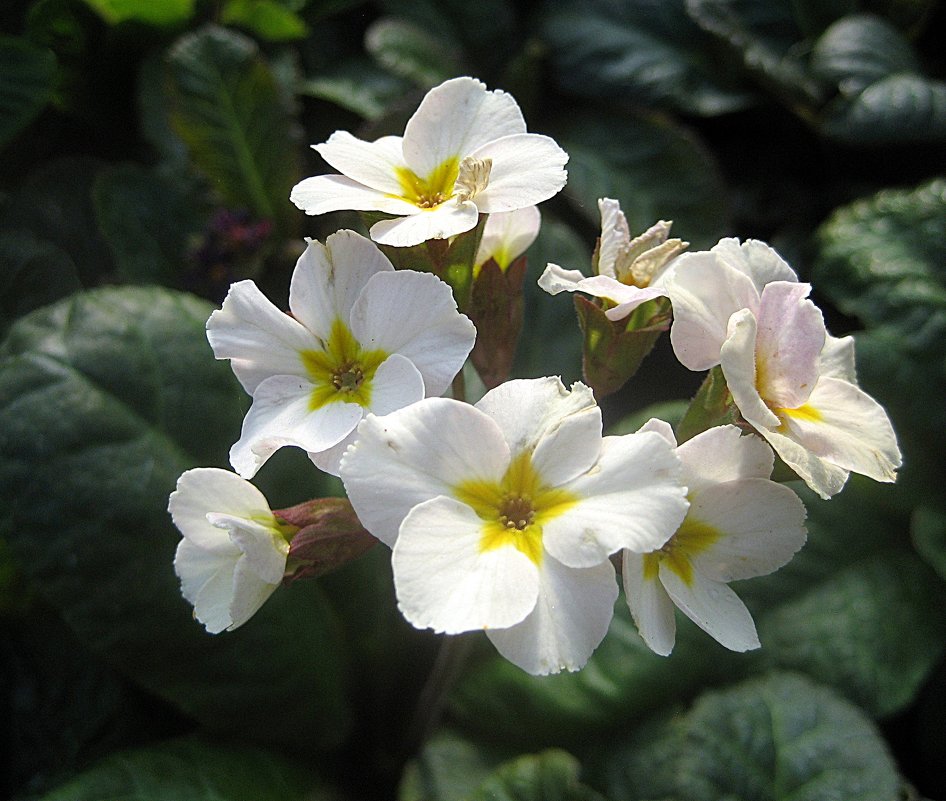 Primula veris Goldnugget / Примула весенняя - laana laadas