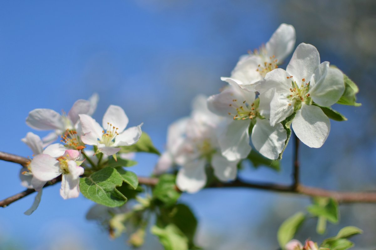 Яблони в цвету - Juliya Fokina