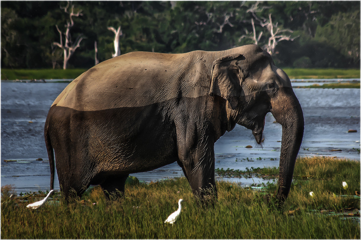 Молодой красавец слон...сафари на Шри-Ланке: Национальный парк Яла... - Александр Вивчарик