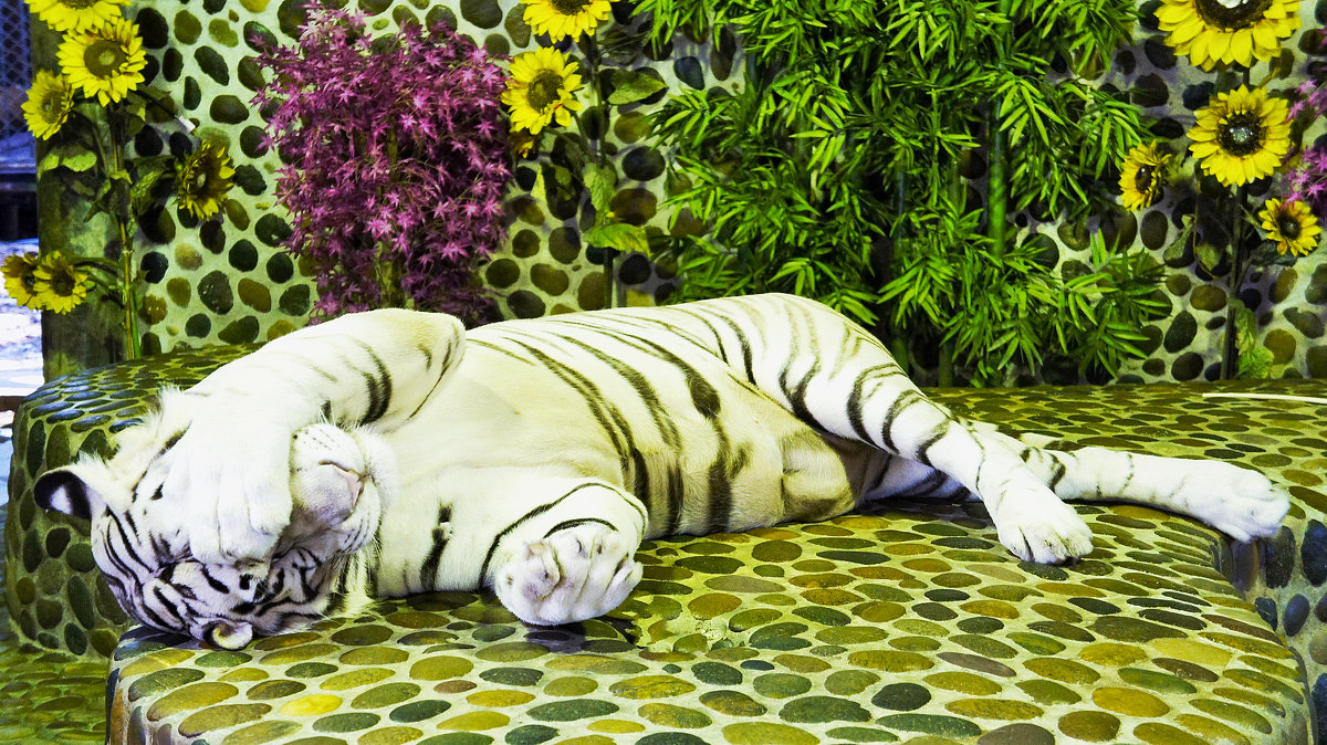 Ну уж очень скромный белый тигр.(альбинос)Тайланд - Евгений Подложнюк