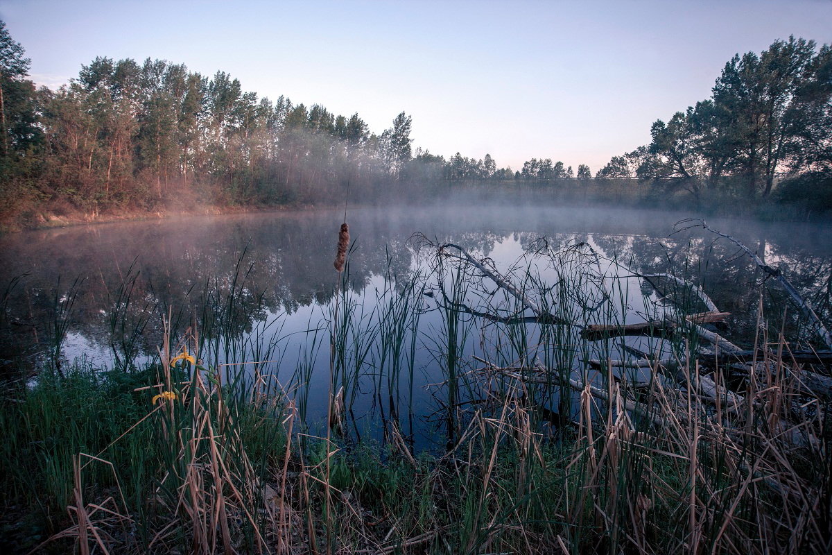 Утром на озере - Николай Алехин