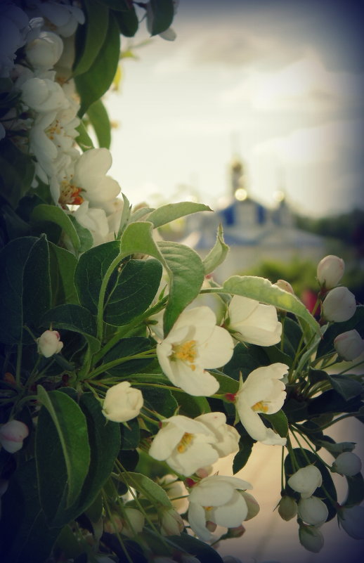 цветение садов.... - Lilek Pogorelova