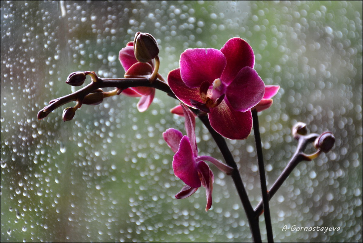 Маргаритки могут сказать ей, что вы ее любите, но чтобы доказать это, нужны орхидеи. - Anna Gornostayeva