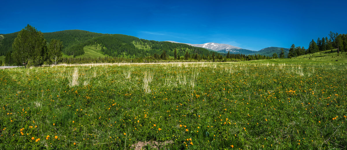 Alpine meadows - Sergey Oslopov 