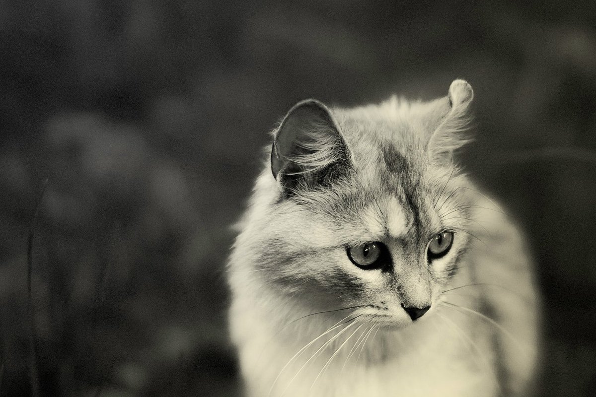 Задумчивый кот - Дмитрий 