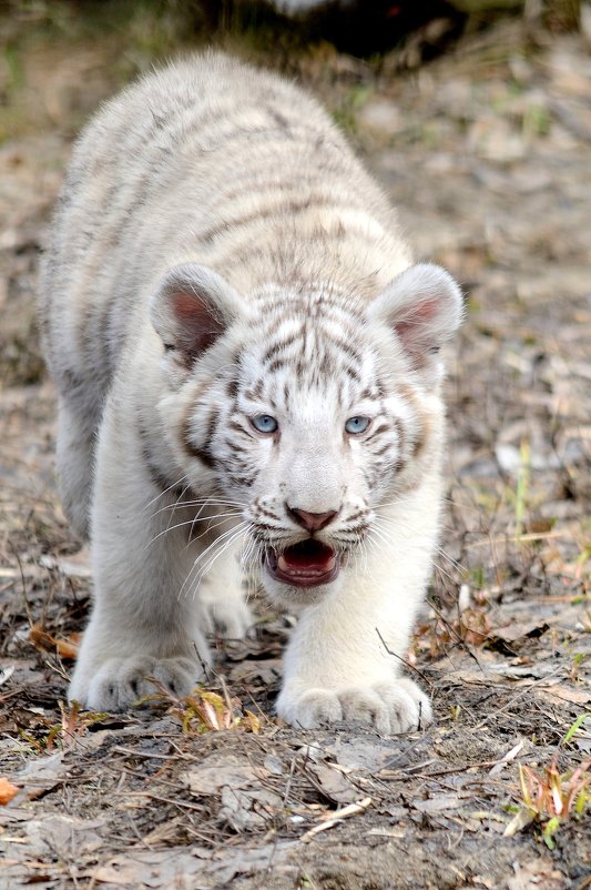 котёнок бенгальского тигра - Eugene Simachev