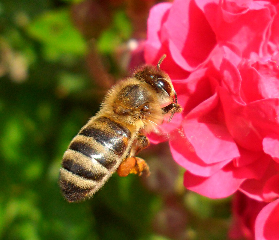 Пчелка к розе подлетела...! - Наталья 