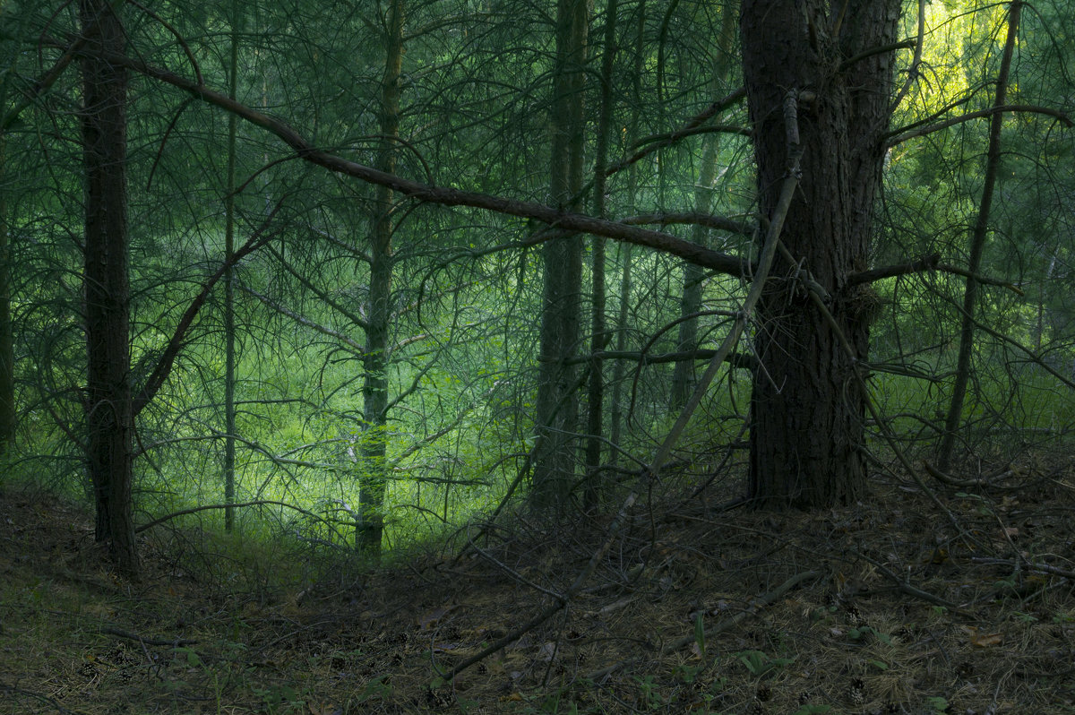 Таинство леса - Илья Костин
