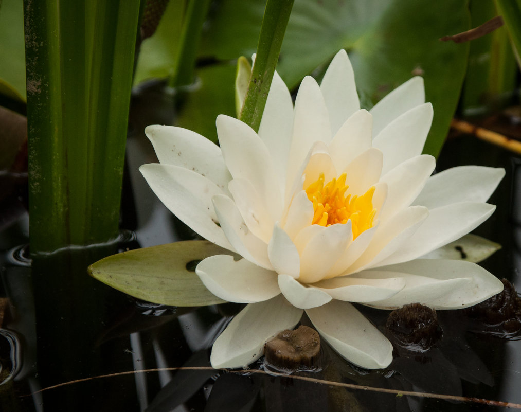 water lily - Katerina Tighineanu