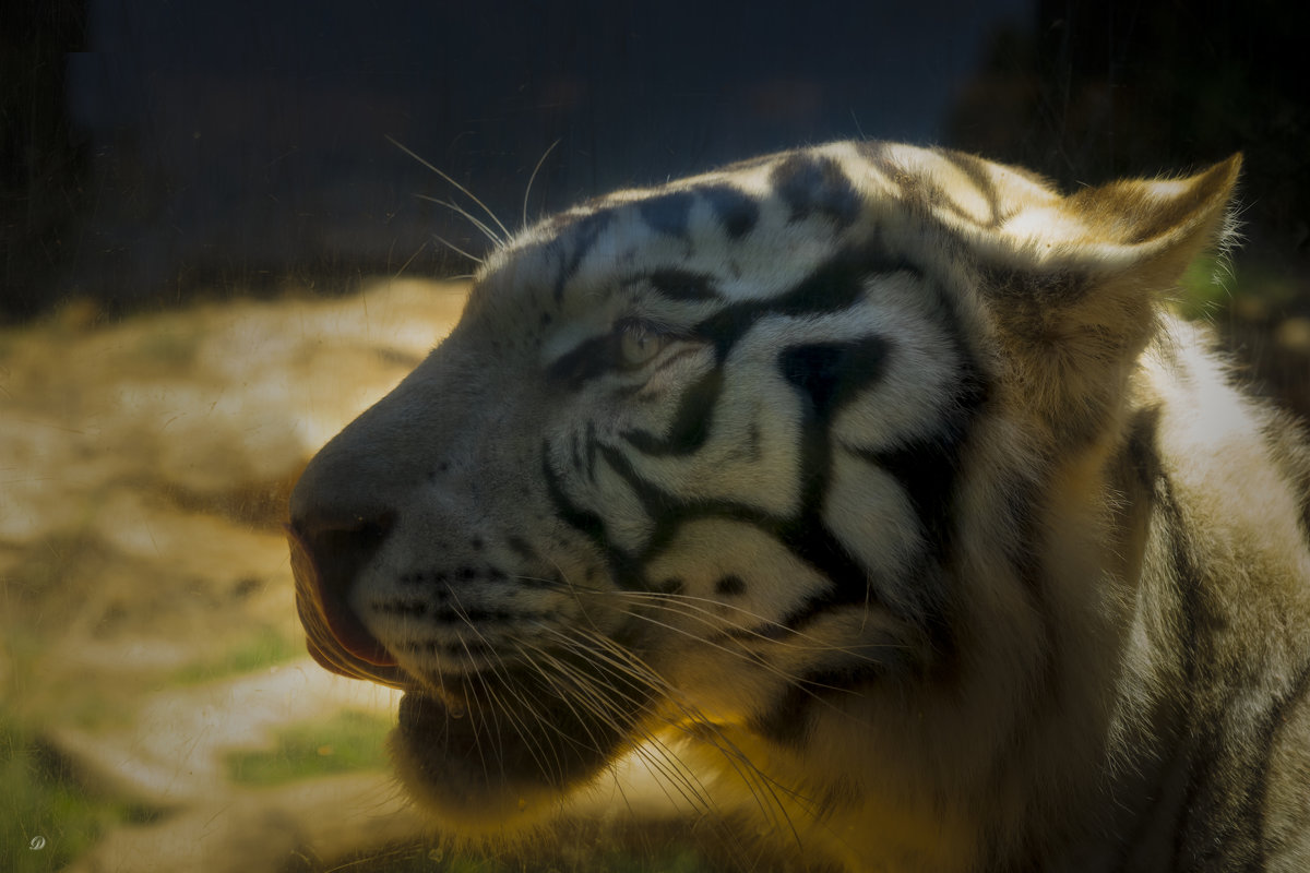 Белый Тигр - Александр Деревяшкин