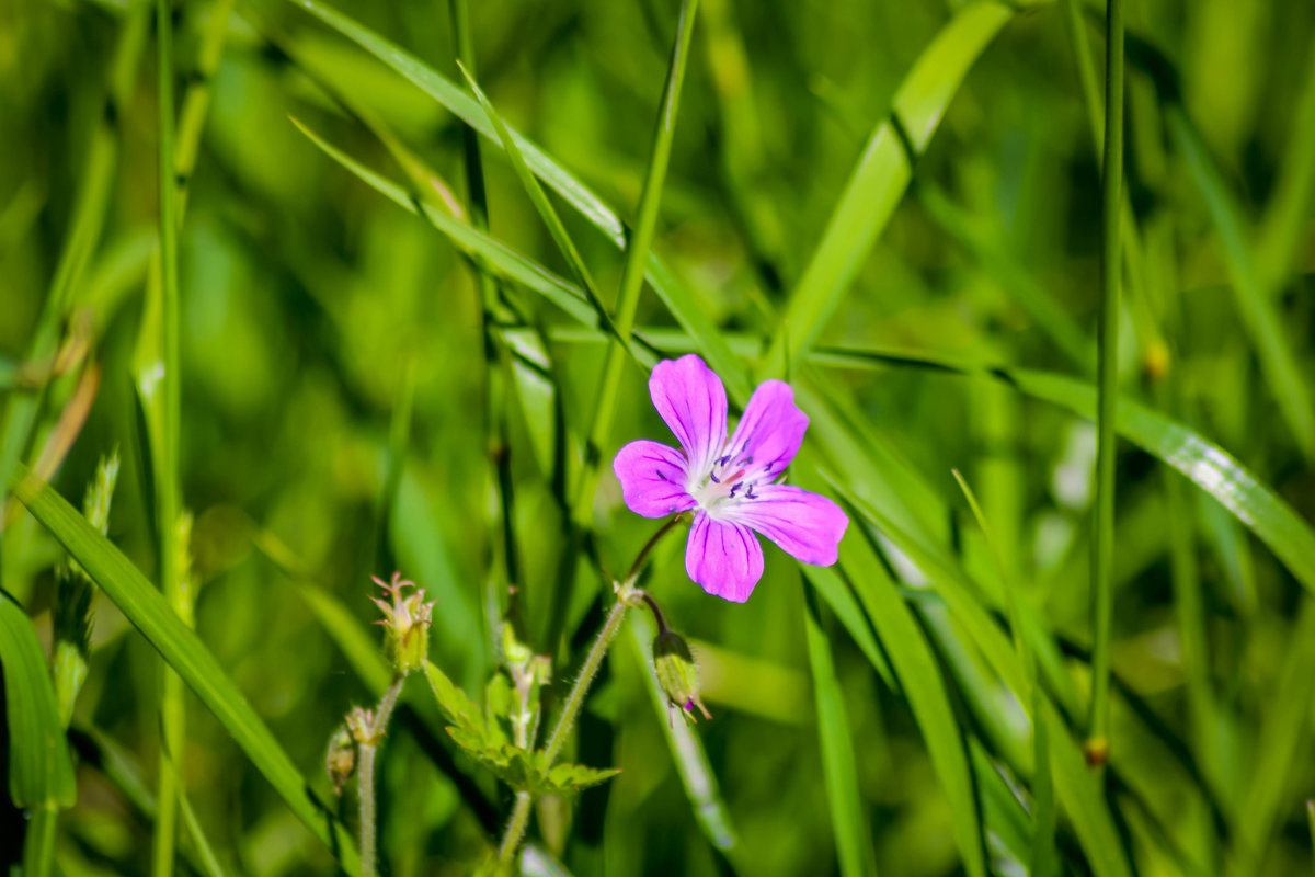 Летние цветы - Алёнка Шапран