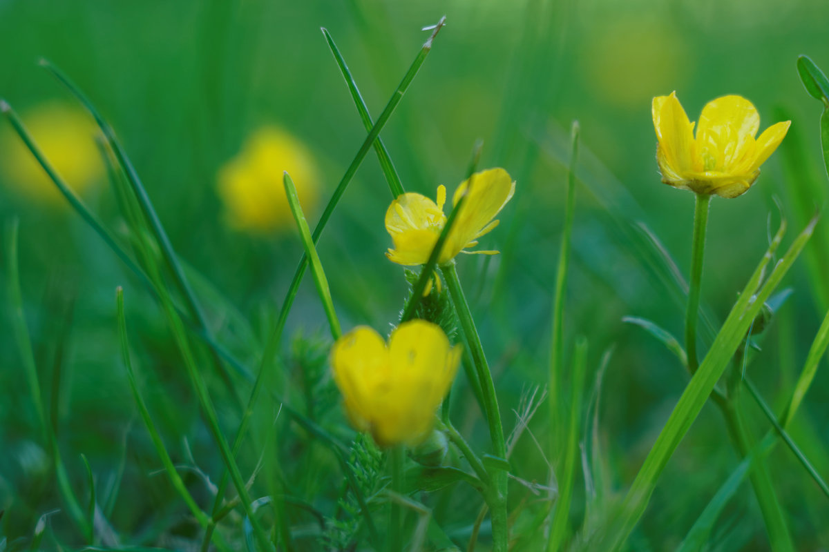 Желтые цветочки - dasik tarasova
