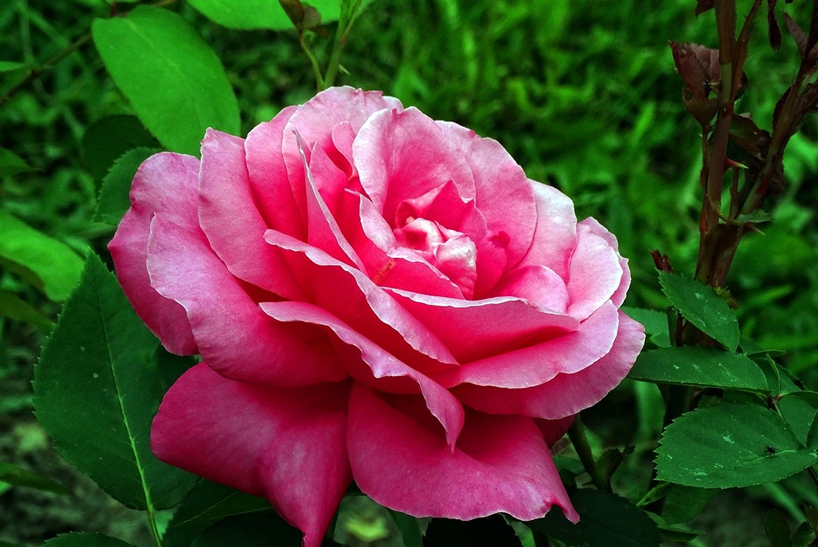 Розы  из Выдубицкого монастыря Фото №15 - Владимир Бровко