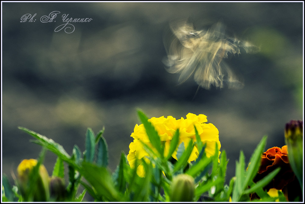 И цветок имеет душу - сохрани её - Андрей Черненко