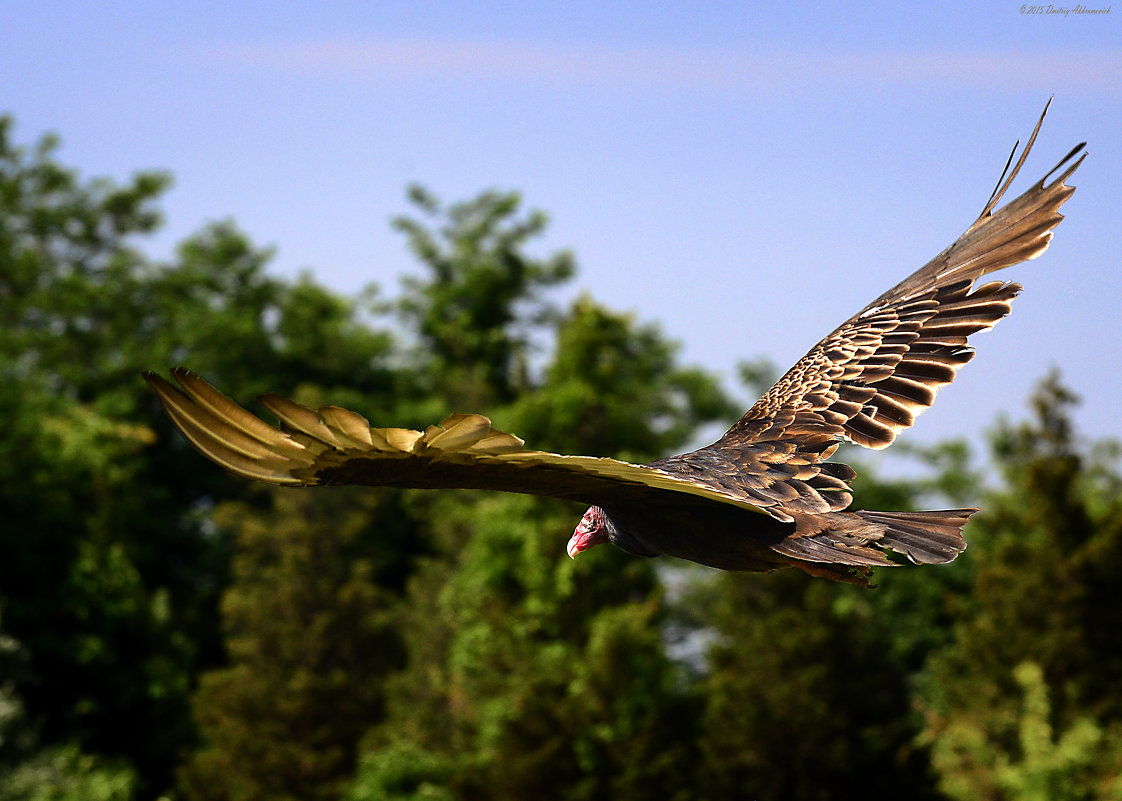 Turkey vulture - Dmitriy Akhramovich