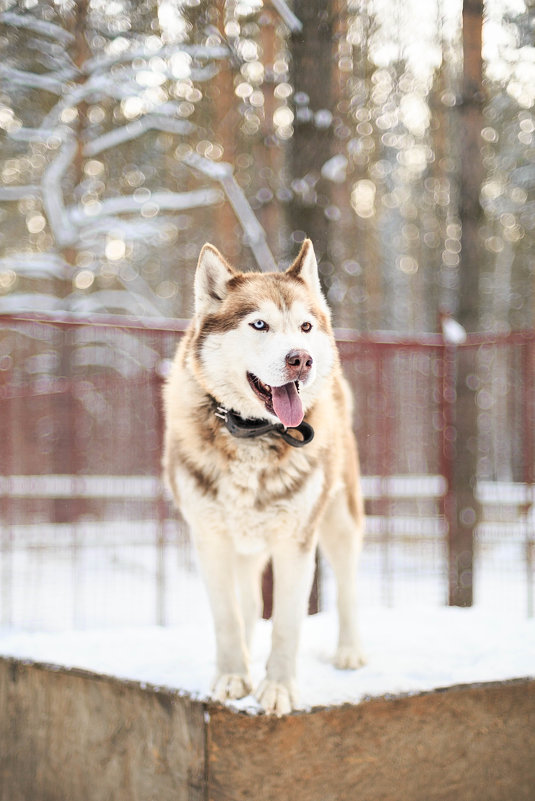 Siberian Husky - Ekaterina Kuznecova