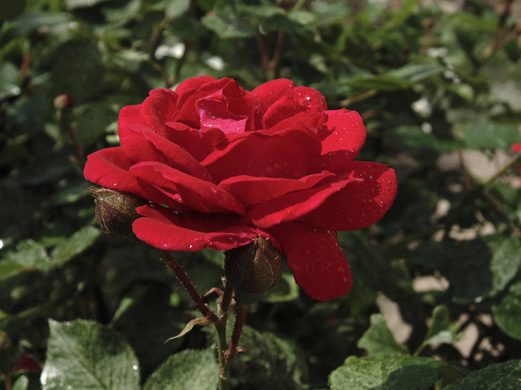 "Как хороши, как свежи были розы в моём саду!" - Людмила Ларина