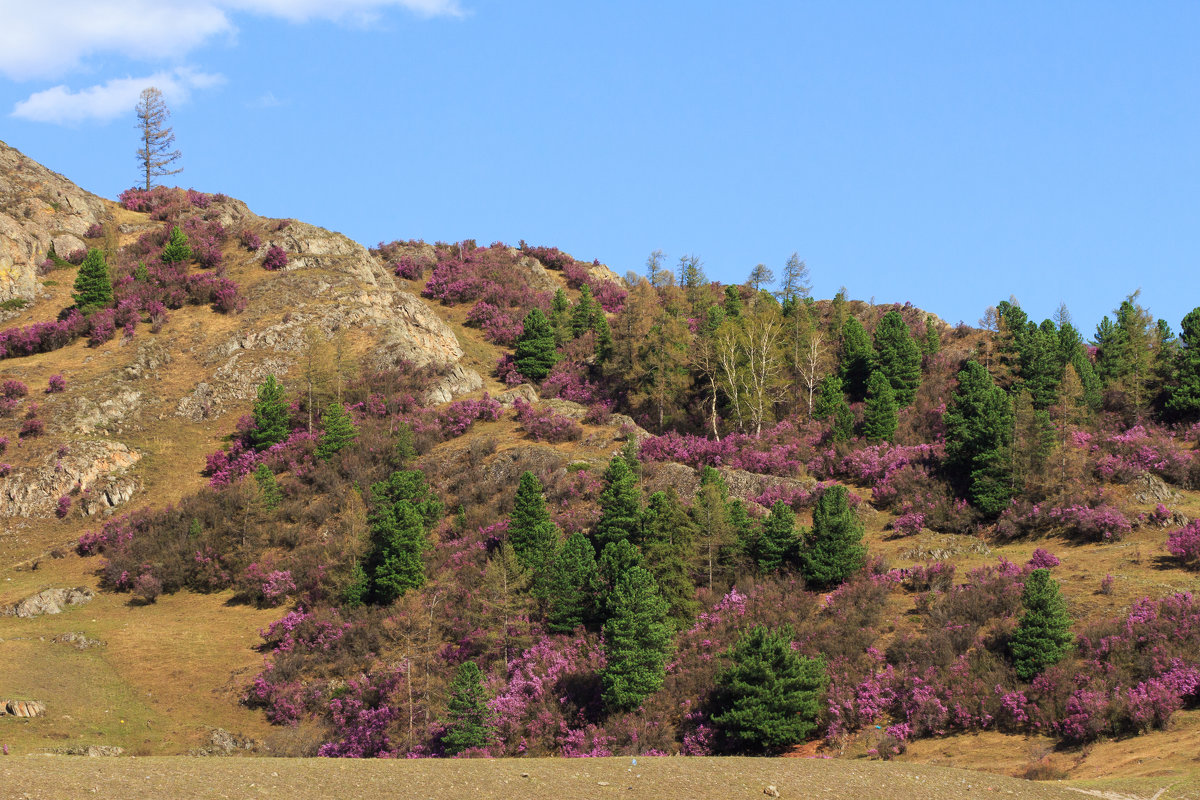 В мае горы на Алтае покрыты цветущим маральником - Галина Шепелева