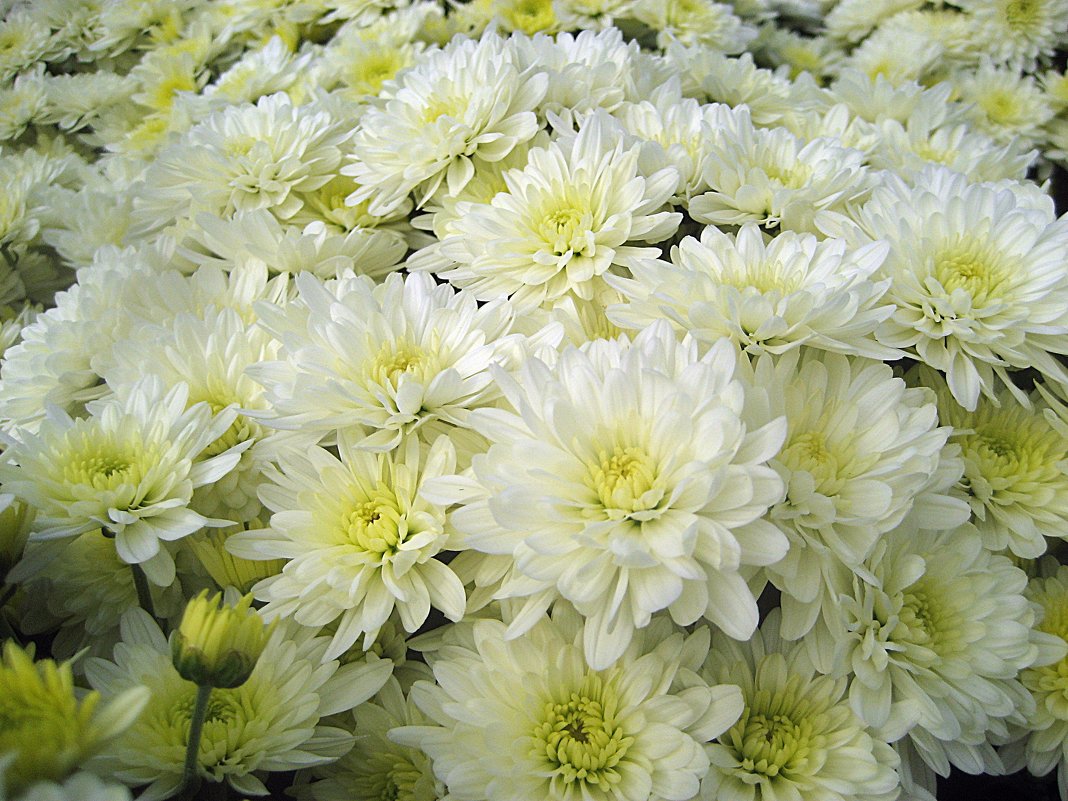 Белая хризантема - laana laadas