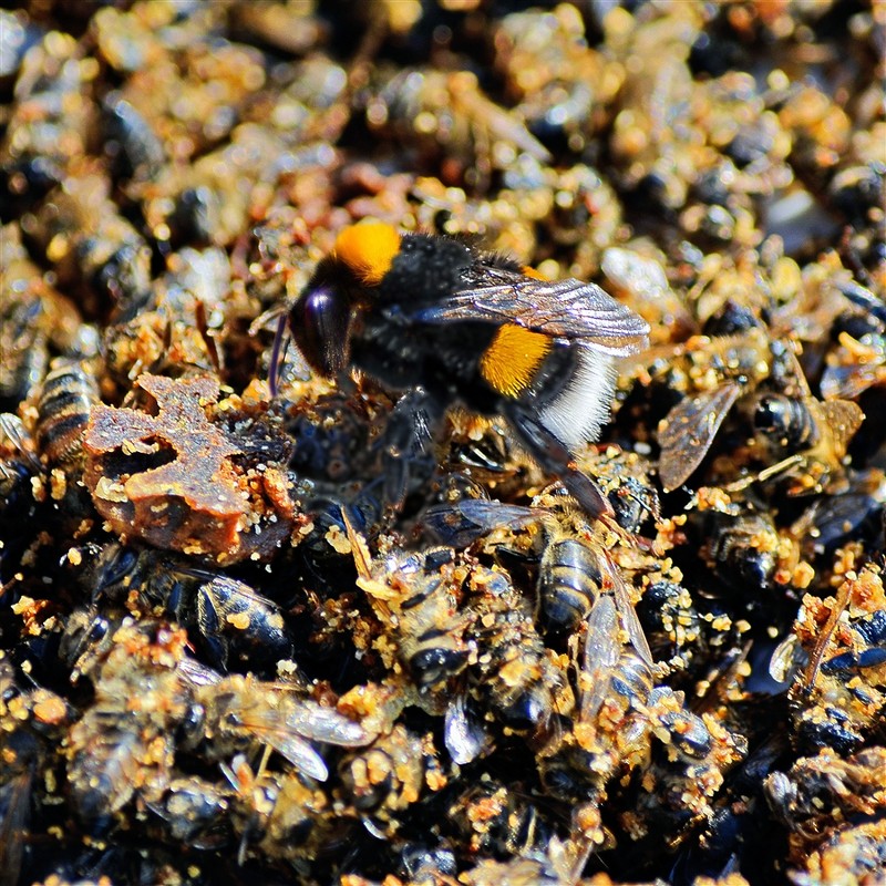 Исцеление пчелиным подмором - Владимир ЯЩУК