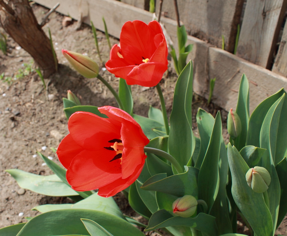 тюльпаны 2 - Ксения Персиянова