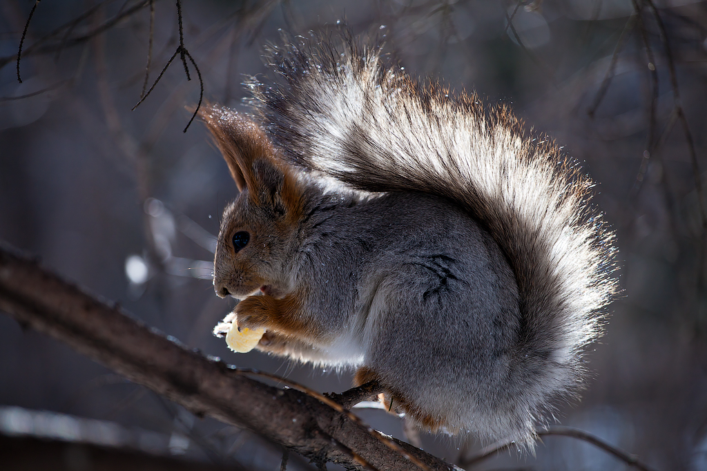 solar squirrel tail - Владислав Чернов