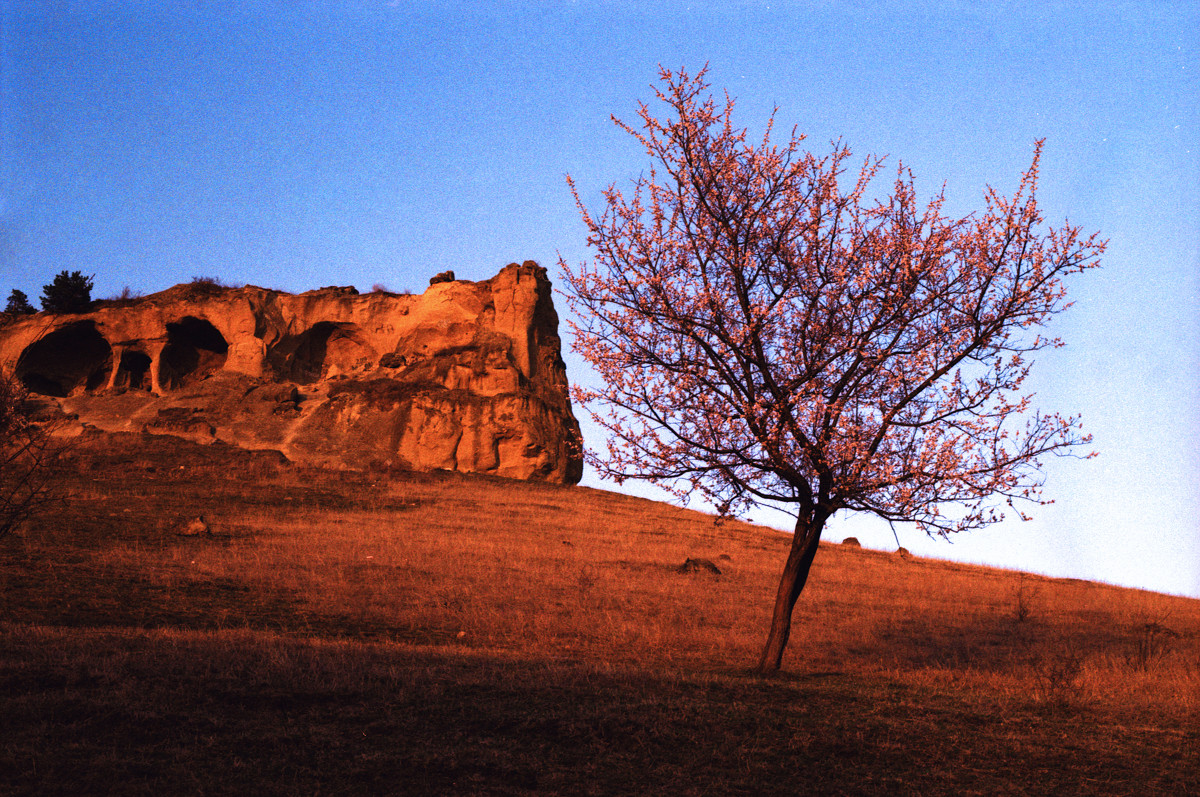 Apricot tree (35mm) - Александр Коновалов