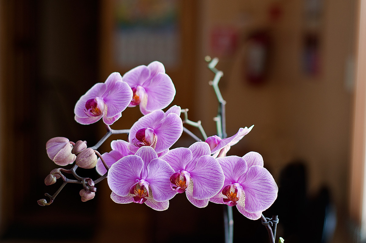 мои орхидеи... - Виктория Колпакова