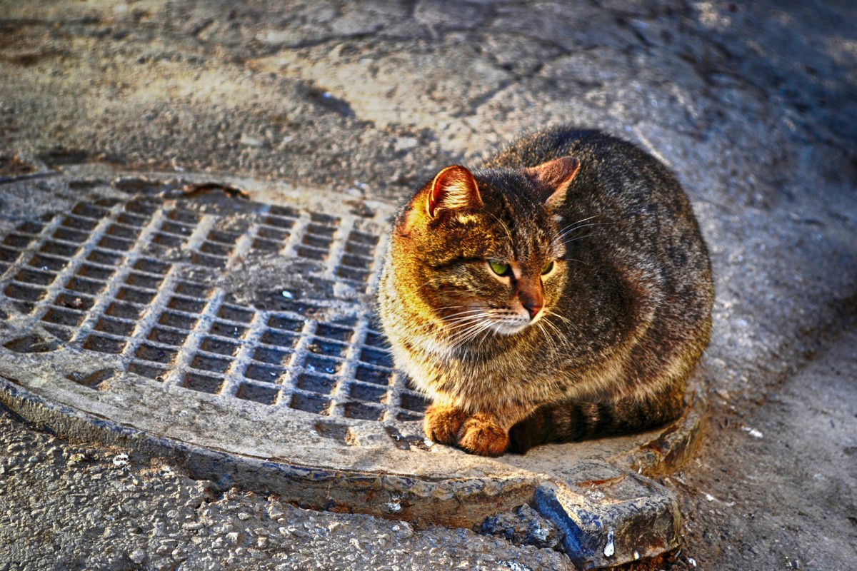 кот - Кирилл Баранов