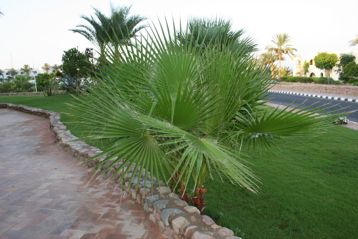 Волосатая пальма (Египет, территория отеля) - Ирина Палий