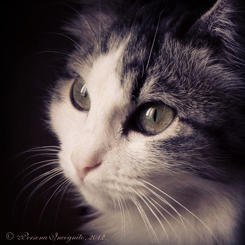 Портрет кошки [IV]. Руслана - PersONA Incognito
