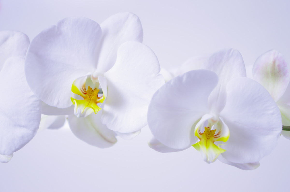 новая орхидея - Диана Проценко