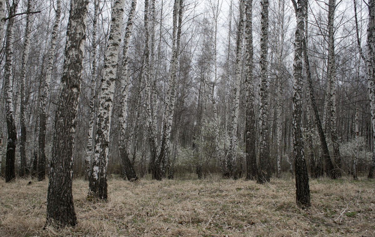 Березовая роща - Юлия Говорова