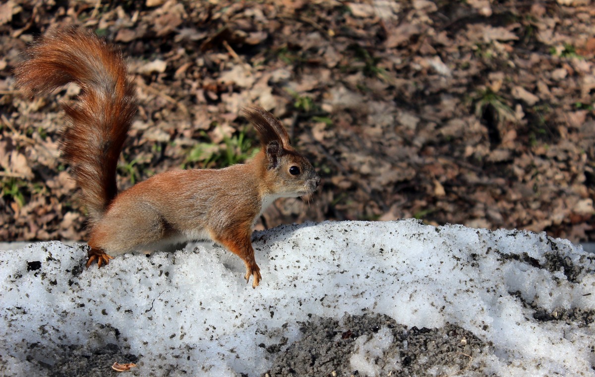 squirrel - Анна Самуляк