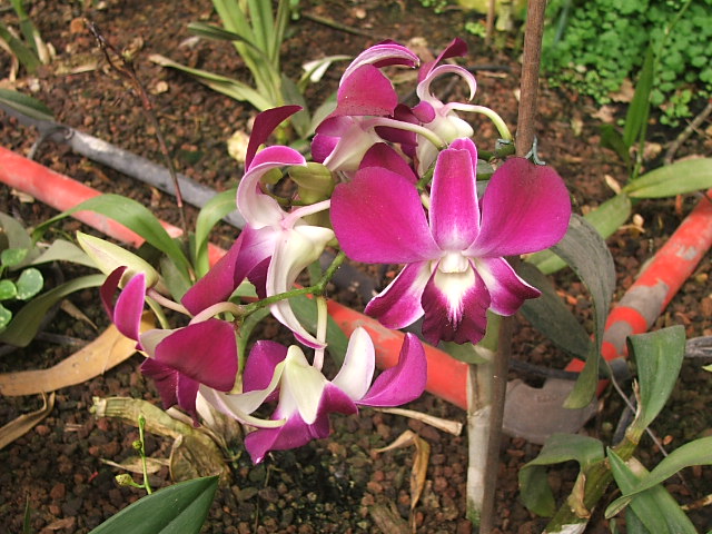 Орхидея - susanna vasershtein