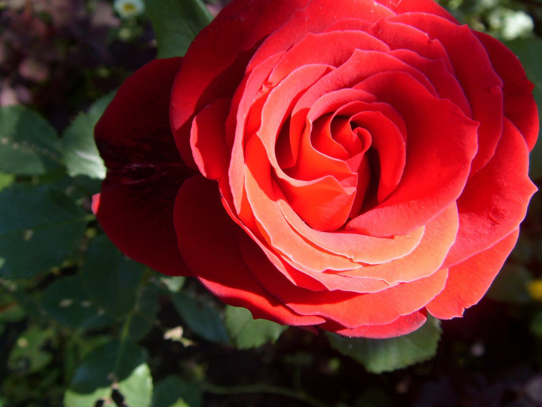 Прекрасная роза - Ксения Савотина