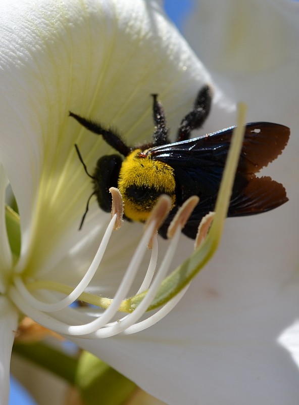 10.04.13 Эта пчелка на цветке баухинии - Пчела-плотник Xylocopa pubescens - Борис Ржевский