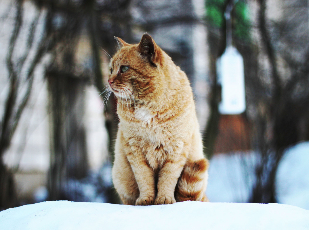 Кот, который гуляет сам по себе - Алёна Белянина