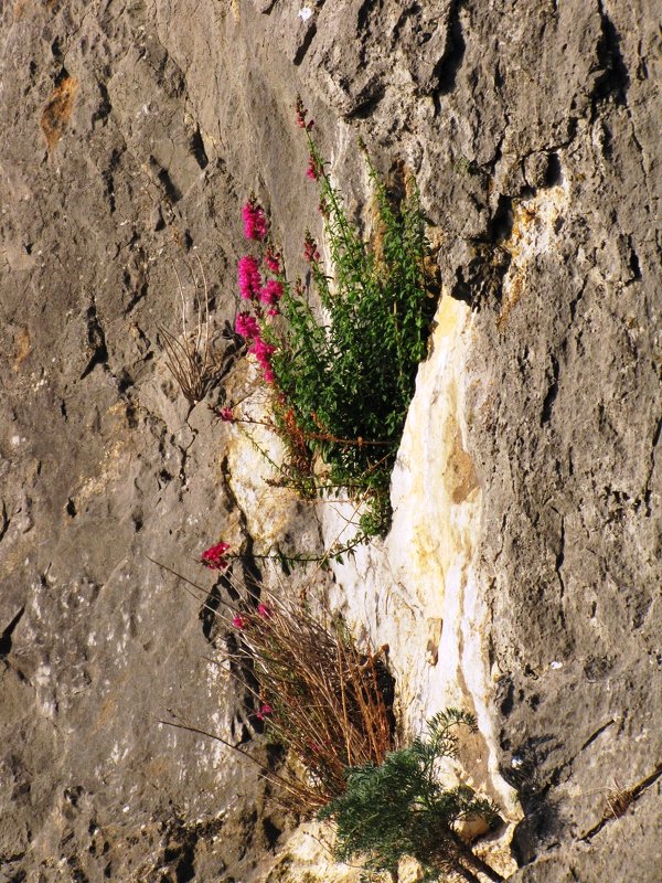 Цветы на скалах - Ольга Иргит