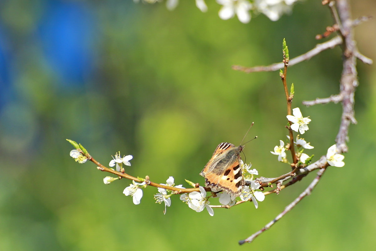 Бабочка на цветущей сливе - Александр Рождественский