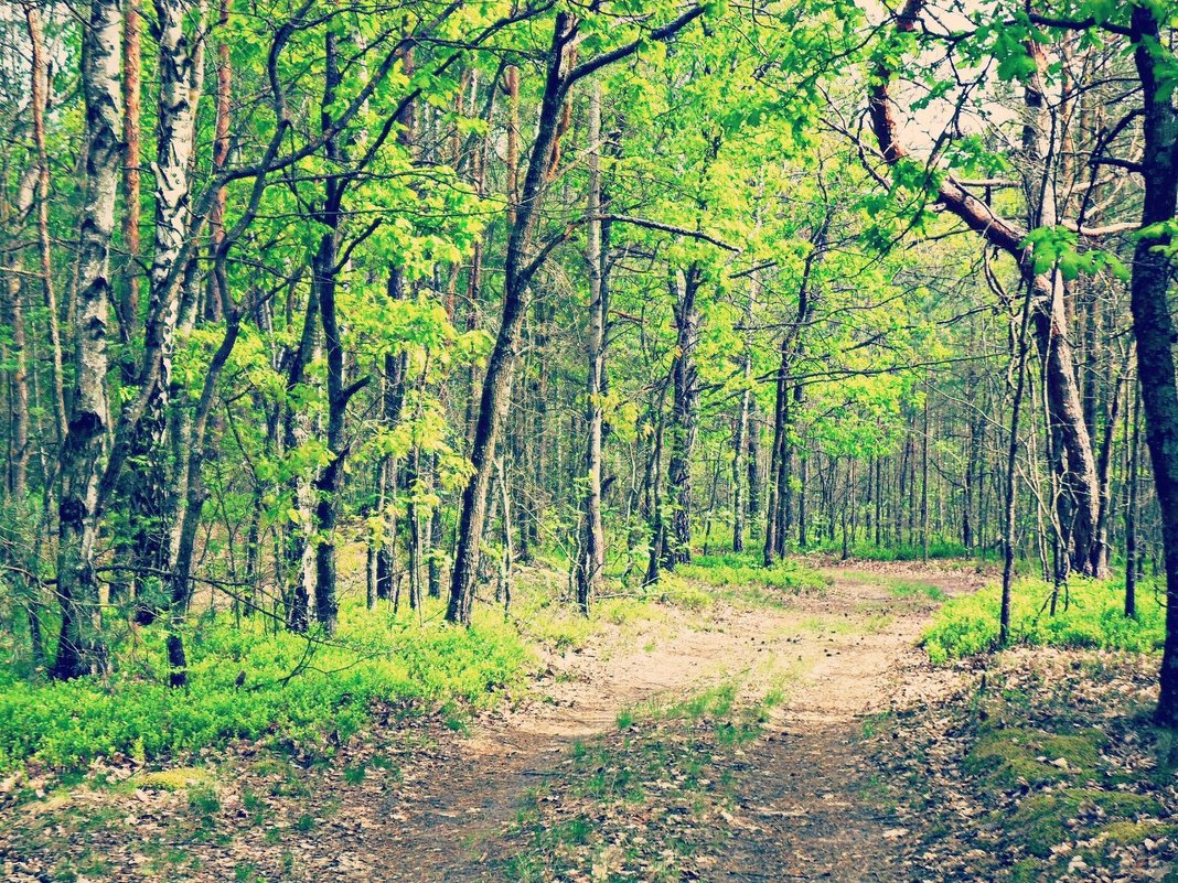Весенний лес - Marina Letchenya