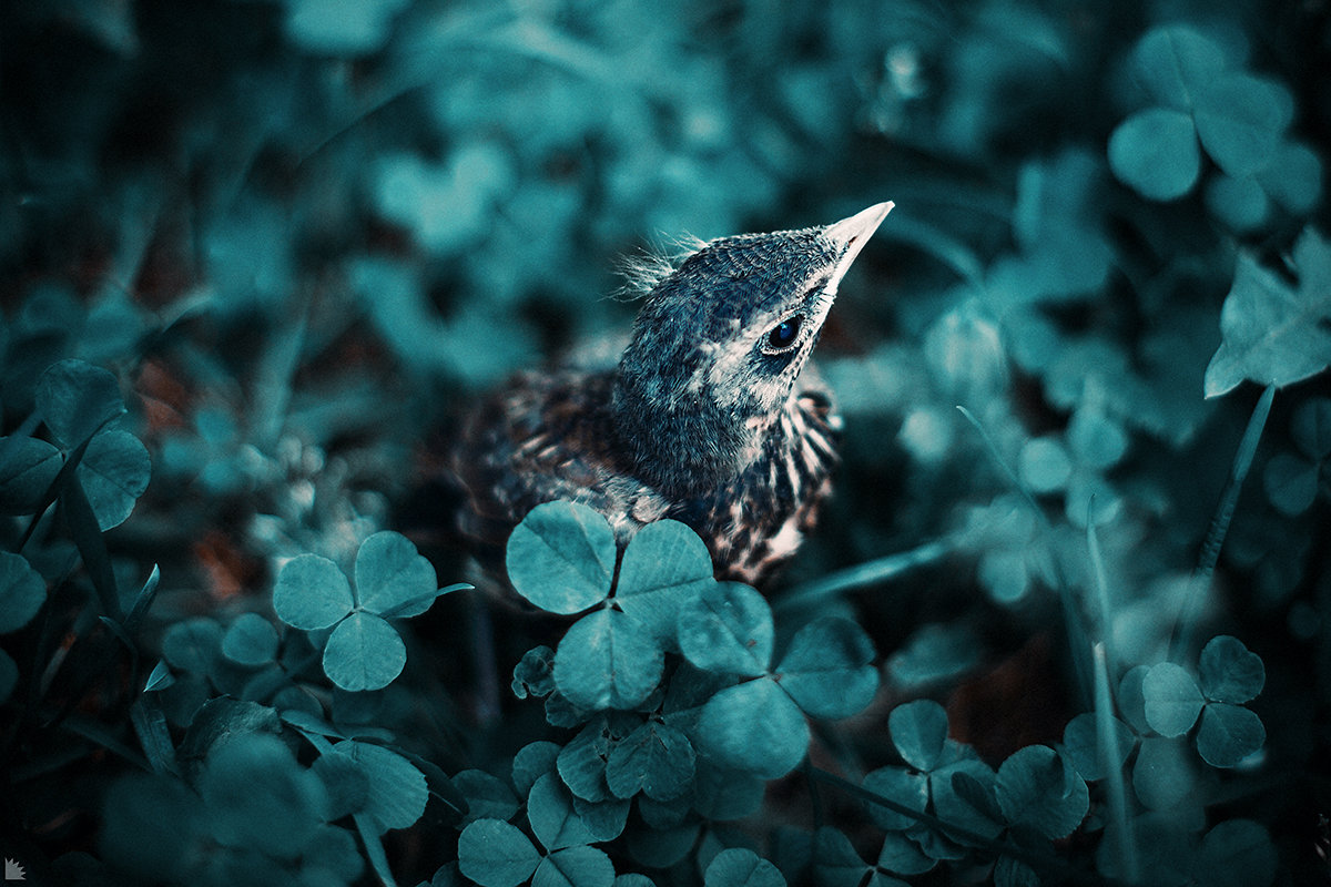 Синяя птица - Ежъ Осипов