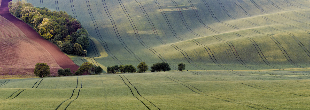 Панорама зеленного вилвета. - Vladimir Nedayvoda