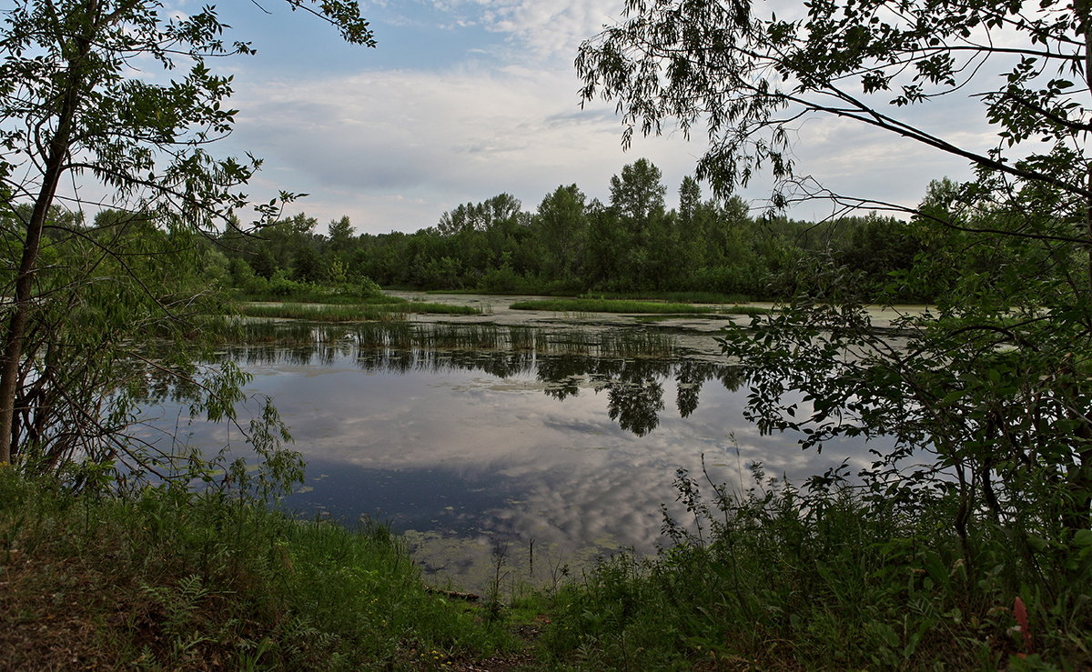 Летом на озере - Николай Алехин