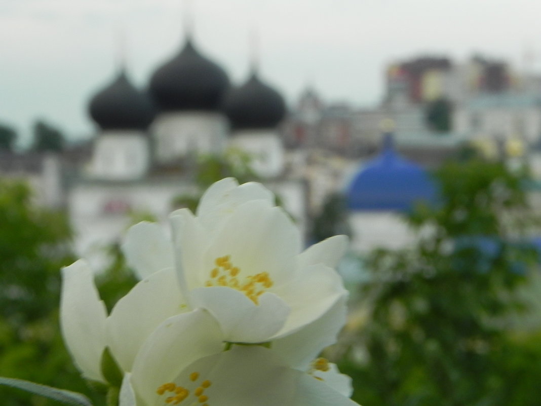 Цветы и купола - Дмитрий 